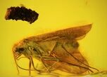 mm Caddisfly (Trichoptera) In Baltic Amber #123365-3